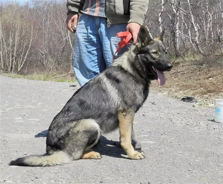 Зонарная немецкая овчарка