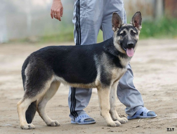 Питомник немецких овчарок зонарного окраса