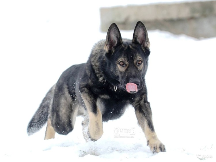 Восточно-европейская овчарка зонарного окраса