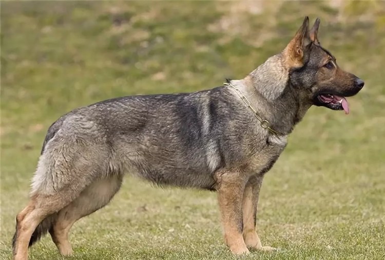 ВЕО Восточноевропейская овчарка