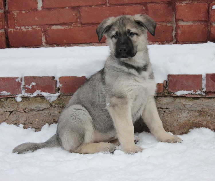 Рыжая зонарная Восточно-европейская овчарка