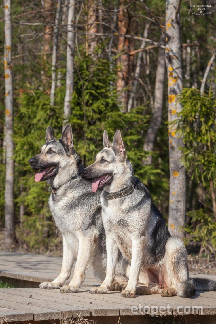 Чепрачная немецкая овчарка