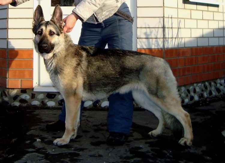 Восточно-европейская овчарка зонарного окраса