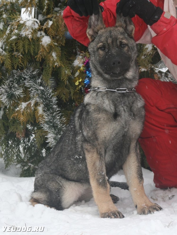 Восточно-европейская овчарка зонарного окраса