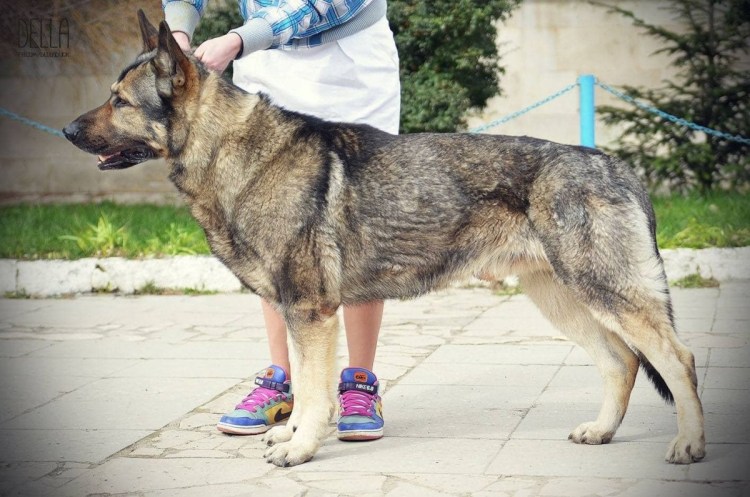 Восточно-европейская овчарка зонарного окраса