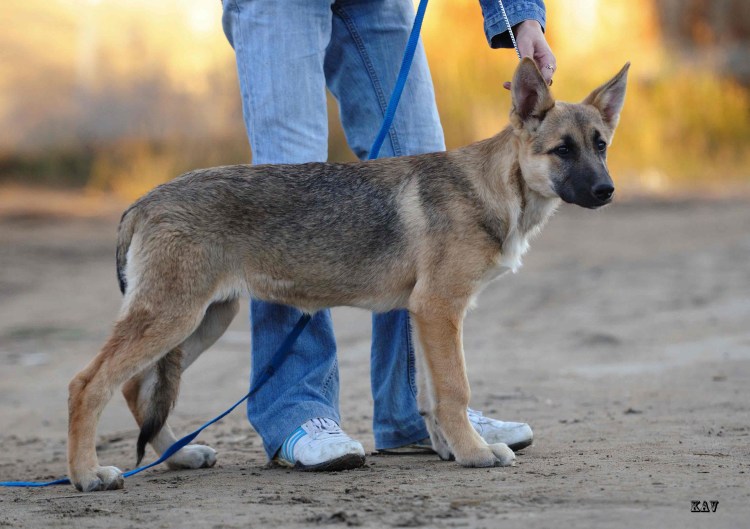 Восточно-европейская овчарка зонарно серый