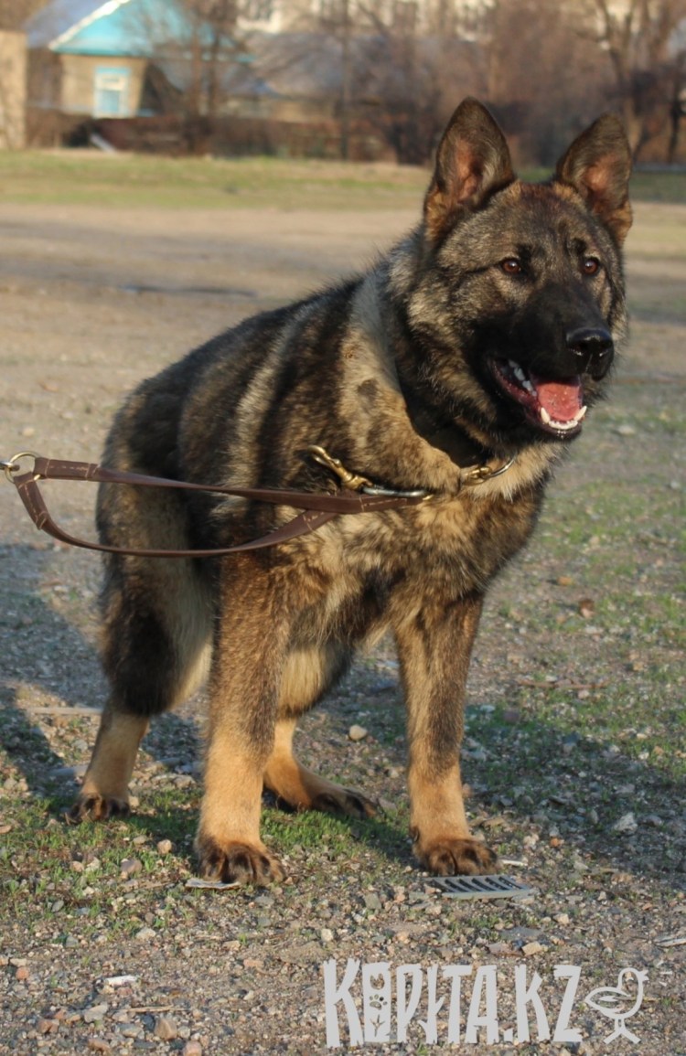 Доминантно черные немецкие овчарки