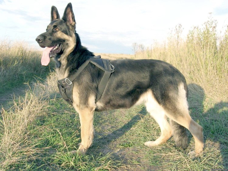 Восточноевропейская овчарка зонарно серая