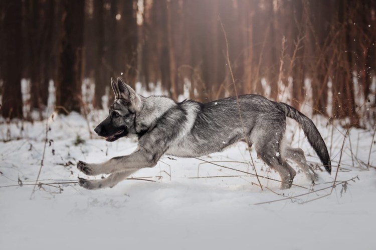Зонарная Восточноевропейская овчарка