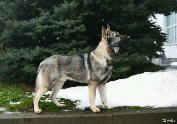 Восточно европейская овчарка голубая