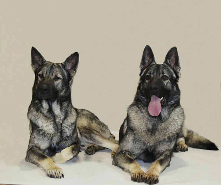 Зонарно серая овчарка