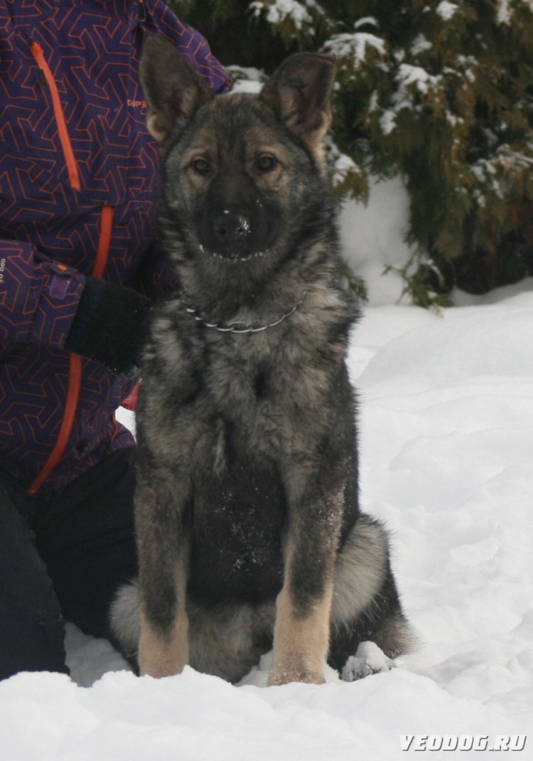 Зонарные Восточно европейские овчарки
