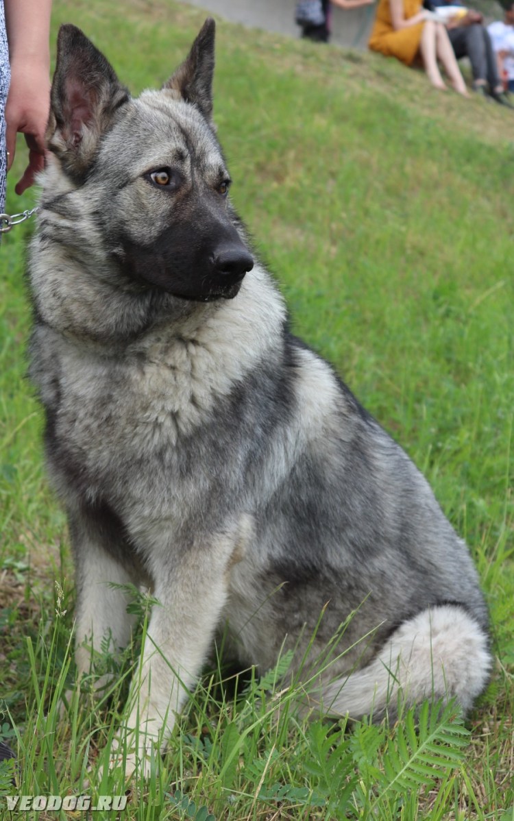 Восточно-европейская овчарка