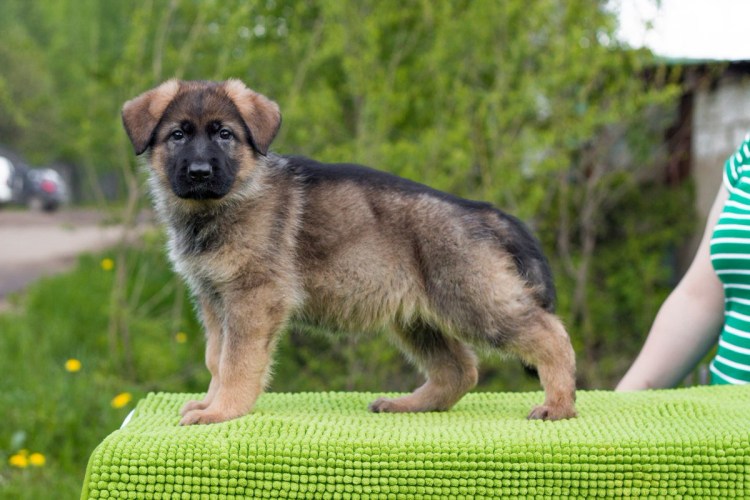 Зонарно рыжая немецкая овчарка