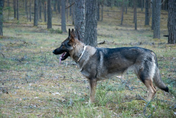 Восточноевропейская овчарка зонарно серая