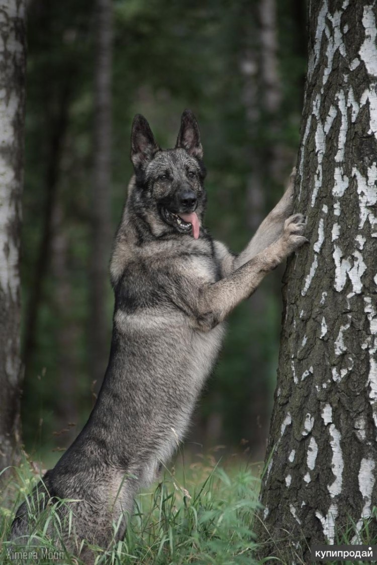 Восточно-европейская овчарка зонар