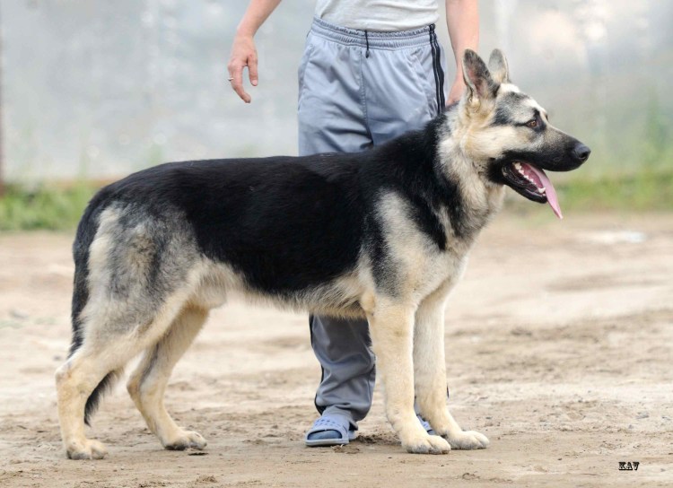 Бельгийская овчарка зонарного окраса