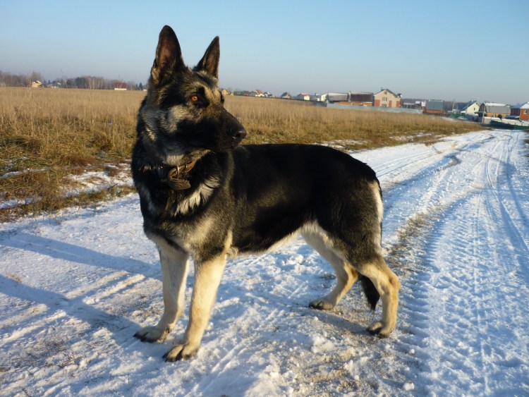 Зонарная немецкая овчарка