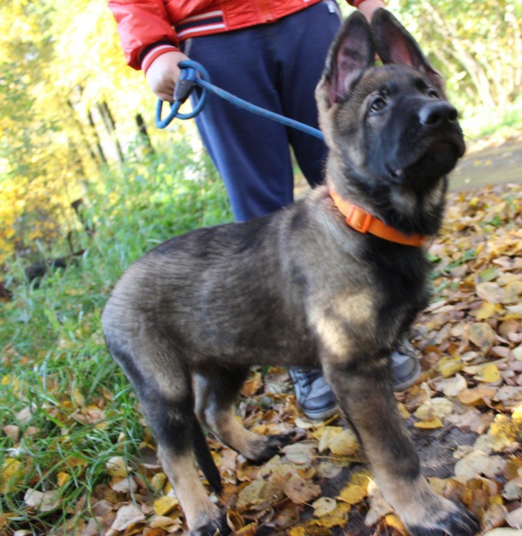 Восточно-европейская овчарка зонарного окраса