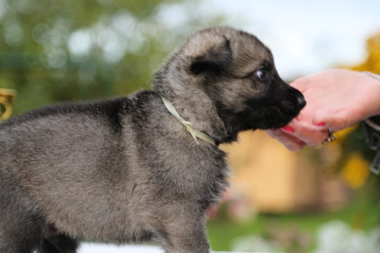 Зонарно черная немецкая овчарка