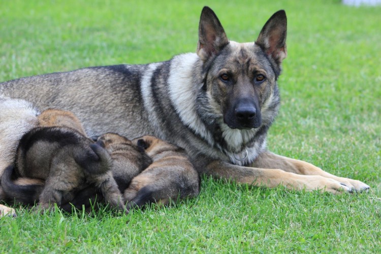 Восточноевропейская овчарка зонарно
