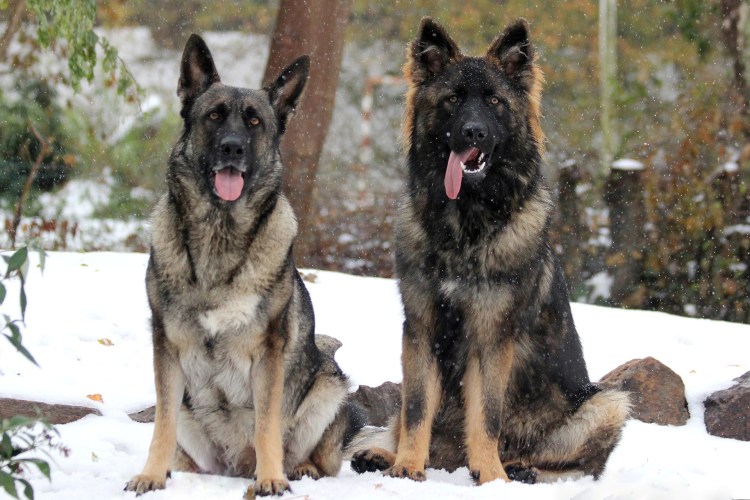 Немецкая овчарка агути