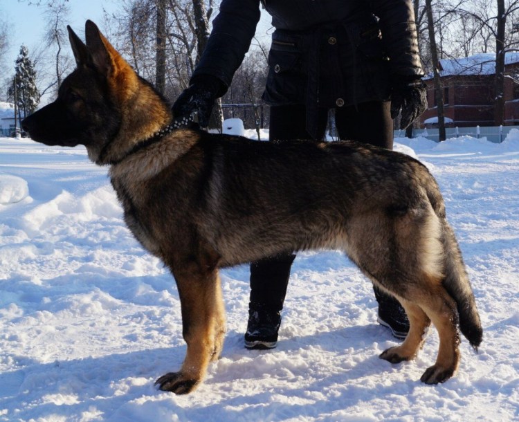 Темный чепрак ВЕО