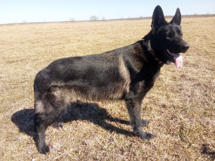 Зонарная немецкая овчарка