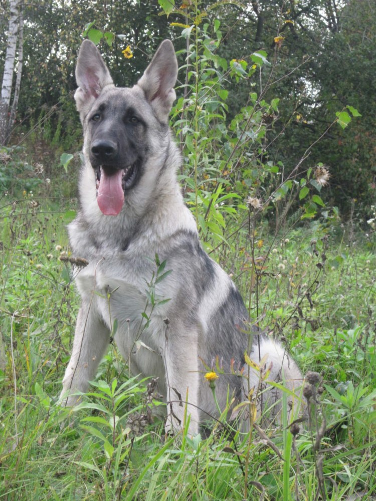 Восточно-европейская овчарка зонар