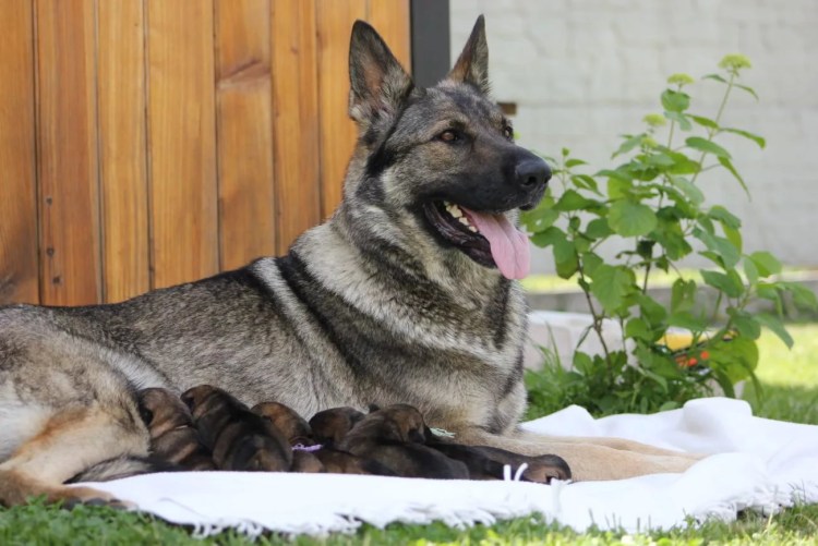 Зонарные Восточно европейские овчарки