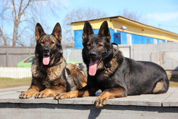 Восточноевропейская овчарка чапрачная