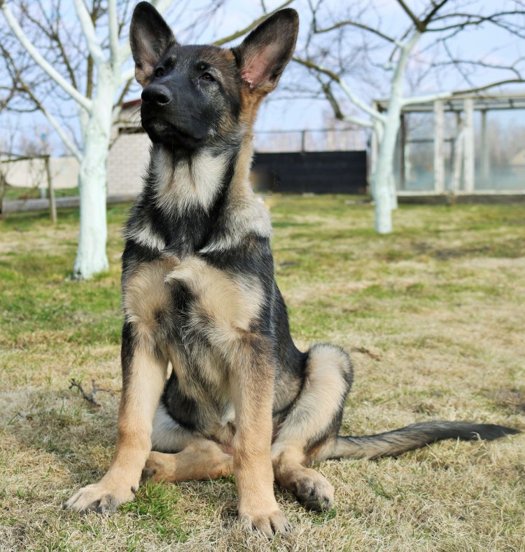 Восточноевропейская овчарка занарного окраса