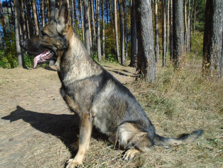 Волк зонарного окраса