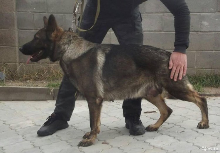 Восточно-европейская овчарка цвет зонарный