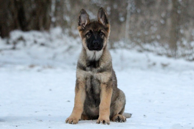 ВЕО овчарка