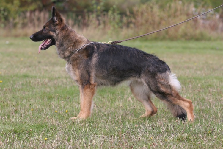 Щенок немецкой овчарки зонарного окраса 4 месяца