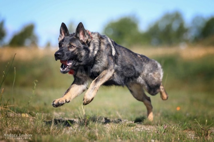 Немецкая овчарка серый зонарный окрас