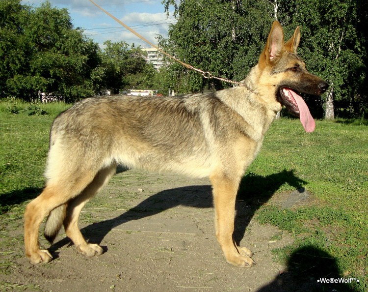 Чепрачная немецкая овчарка