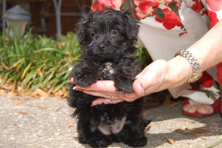 Собачка Йоркипу