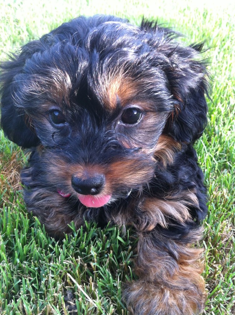 Собачка Йоркипу