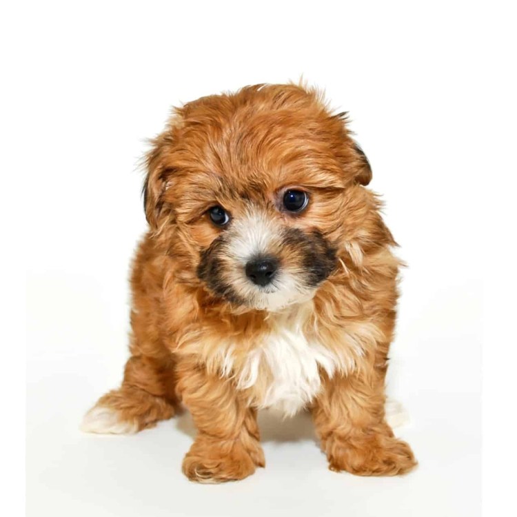 Терьер Мейси