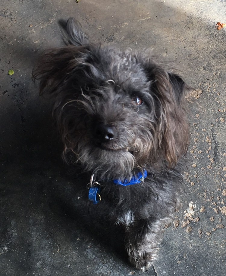 Йоркипу (Yorkie Poo)