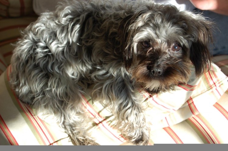 Вислоухий Йоркширский терьер