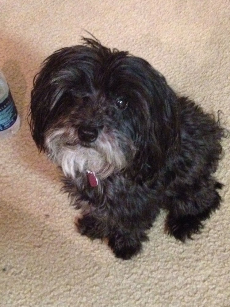 Мальтипу кокапу Кавапу