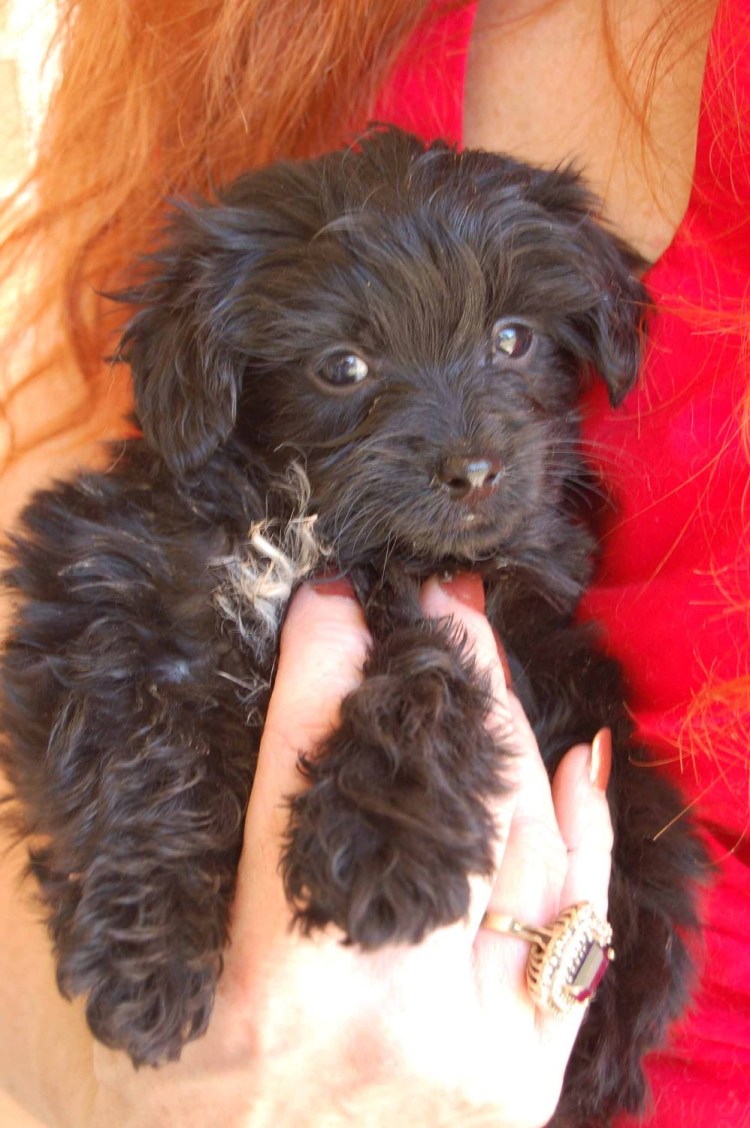 Йоркширский терьер пудель