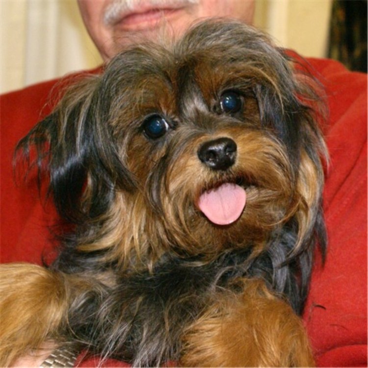 Йоркипу порода