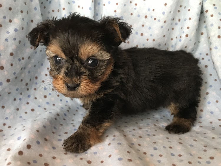 Йоркипу взрослая собака