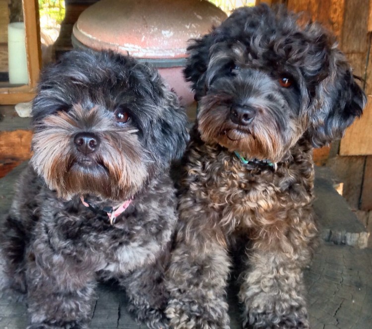 Курчавый мальтипу