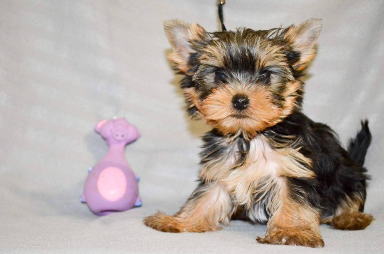 Йоркипу черный