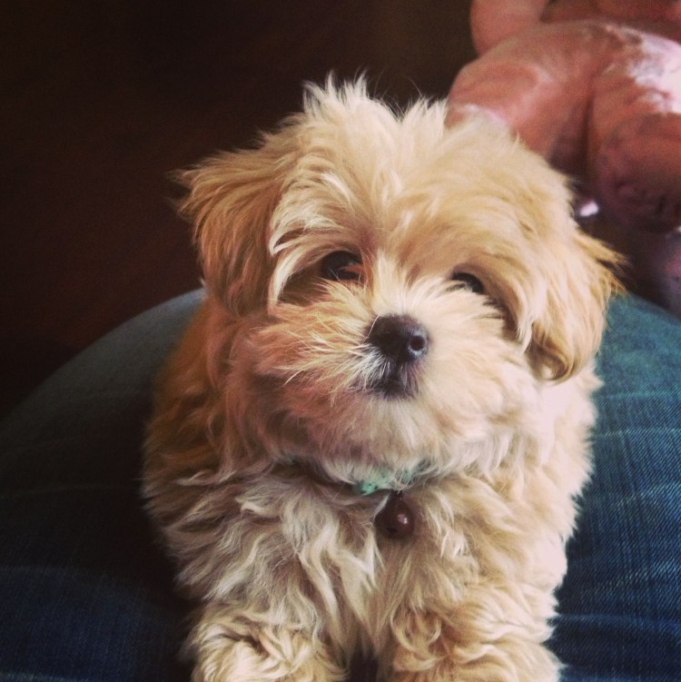 Той терьер пудель